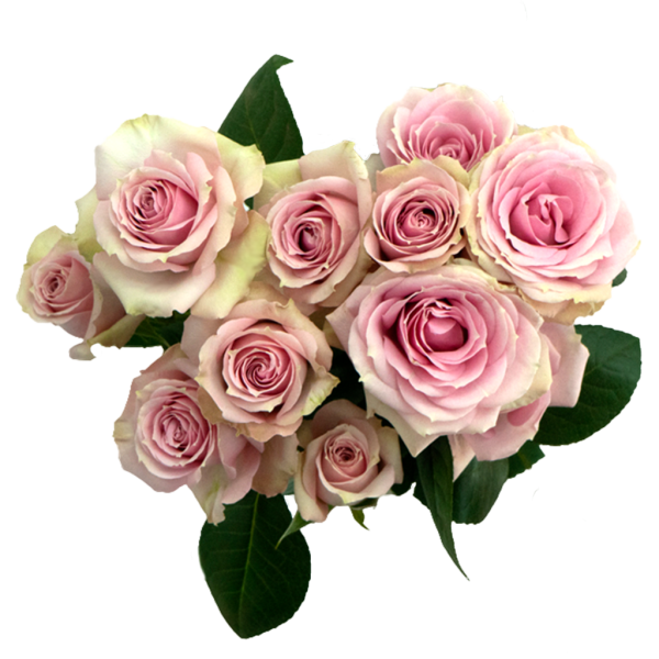pink-irishka-spray-rose pink-irishka-spray-rose-front-view