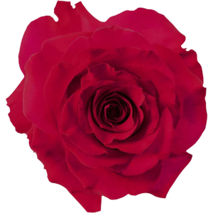 french kiss French Kiss