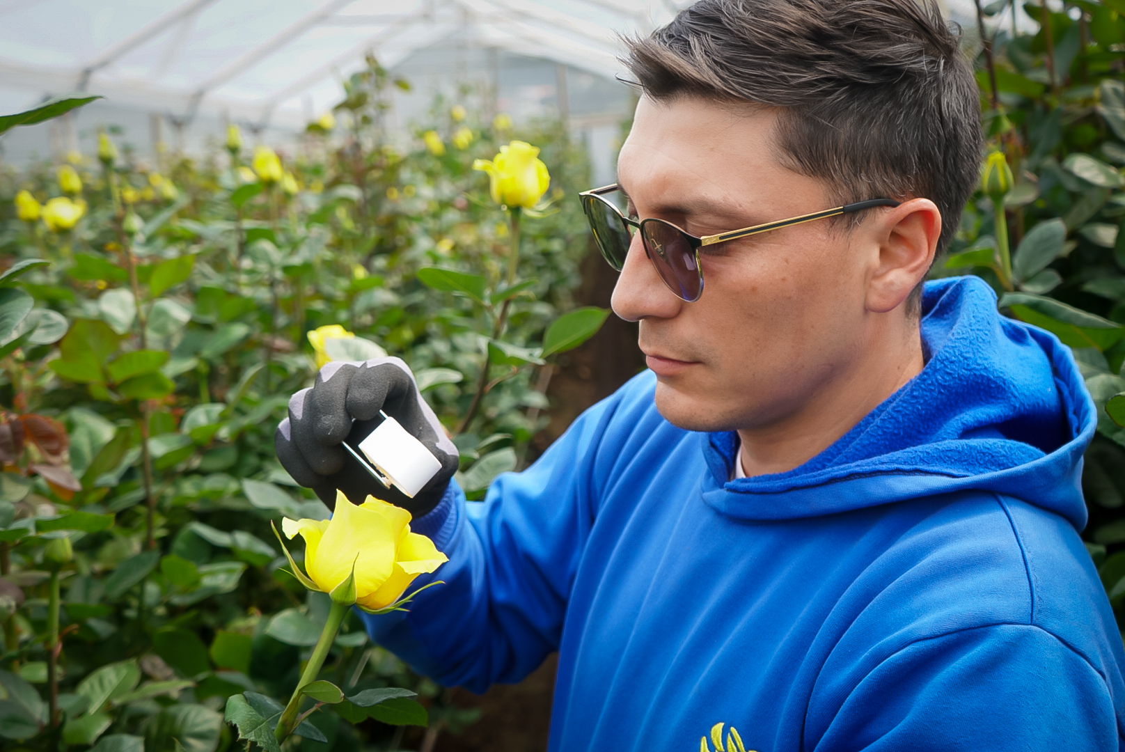 show a part of the Latinflowers company's cultivation