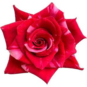 pink_puma_variety_roses Pink Puma