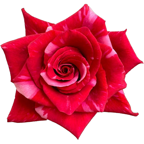 pink_puma_variety_roses Pink Puma