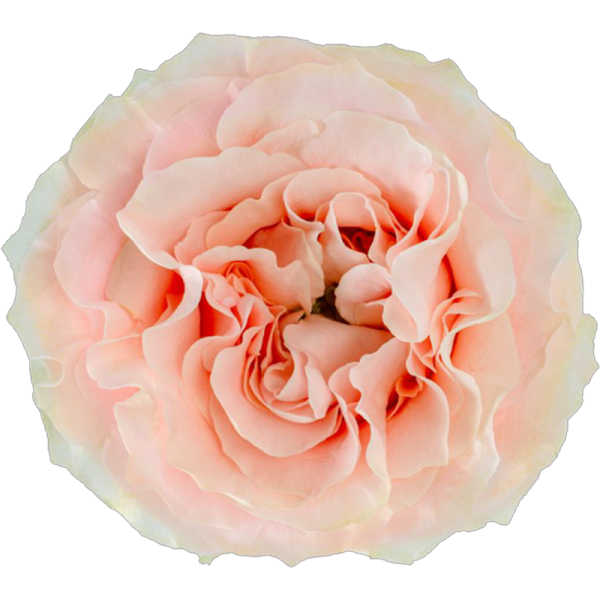princess_crown_variety_roses Princess Crown