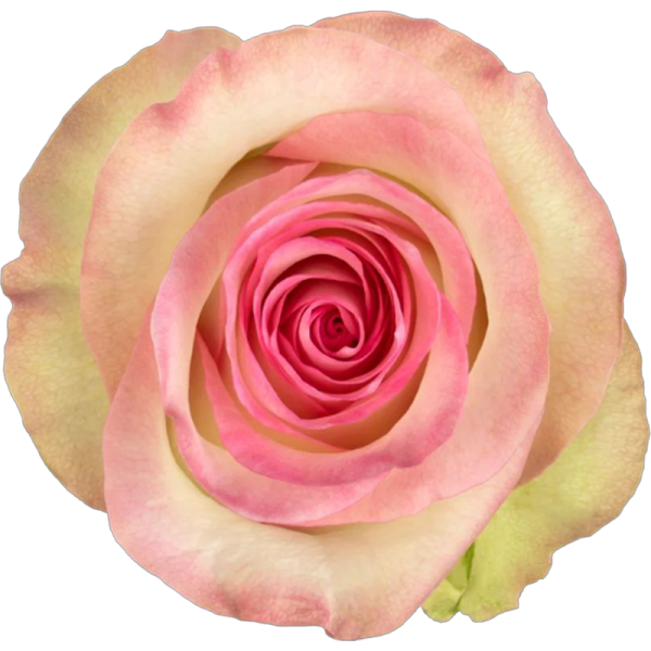 Swan Roses