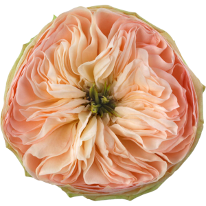 tip_top_variety_roses Tip Top